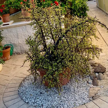 펜션 Biniritta Villaggio San Leonardo